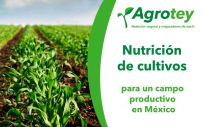 Agrotey: Nutrición de cultivos para un campo productivo en México