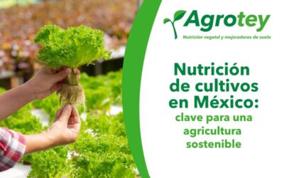 Nutrición de cultivos en México: clave para una agricultura sostenible