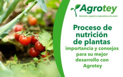 Proceso de nutrición de plantas: importancia y consejos para su mejor desarrollo con Agrotey