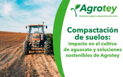 Compactación de suelos: impacto en el cultivo de aguacate y soluciones sostenibles de Agrotey
