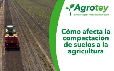 Cómo afecta la compactación del suelo a la agricultura: causas, impactos y soluciones para productores mexicanos