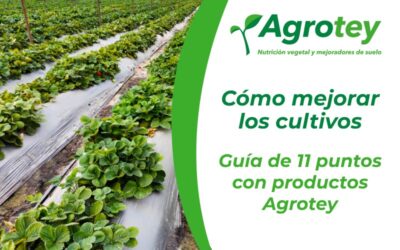 Cómo mejorar los cultivos: Guía de once puntos con productos Agrotey