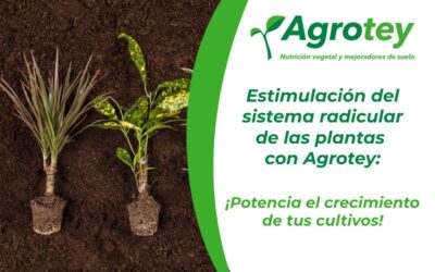 Estimulación del sistema radicular de las plantas con Agrotey: ¡Potencia el crecimiento de tus cultivos!