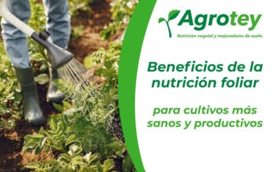 Beneficios de la nutrición foliar para cultivos más saludables y productivos