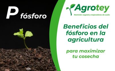 Beneficios del fósforo en la agricultura para maximizar tu cosecha