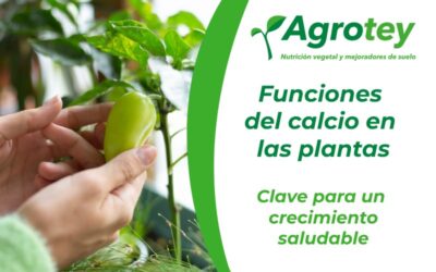 Funciones del calcio en las plantas: clave para un crecimiento saludable
