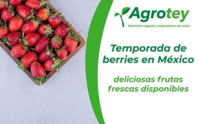 Temporada de berries en México: deliciosas frutas frescas disponibles