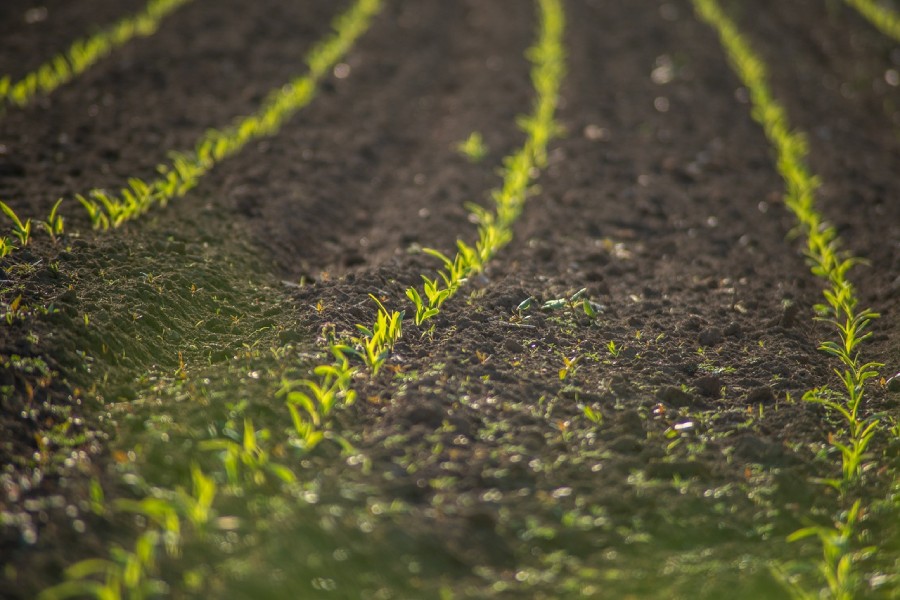 Cultivos en época de lluvia y calor - campo