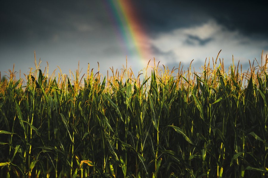 cultivo en época de lluvia y calor - maíz