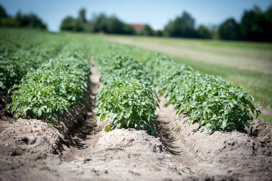 cultivo en época de lluvia y calor - tierra