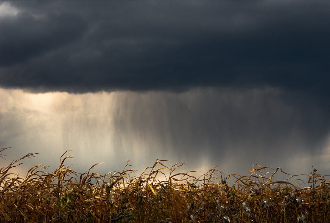 Cómo cuidar los cultivos en tiempo de lluvias - 1