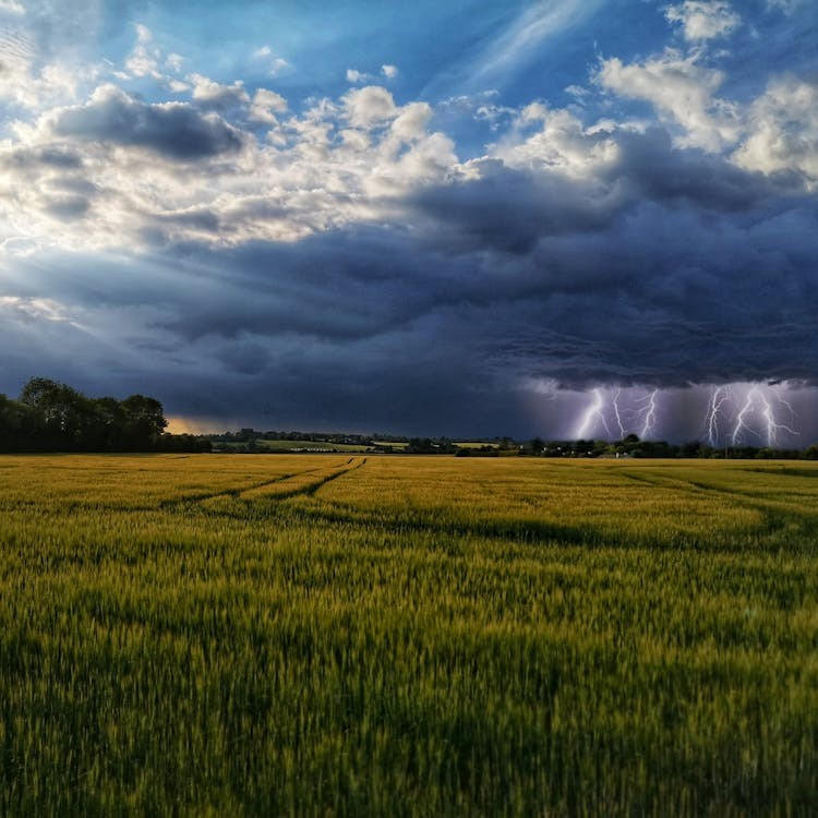 Cómo cuidar los cultivos en tiempo de lluvias -3