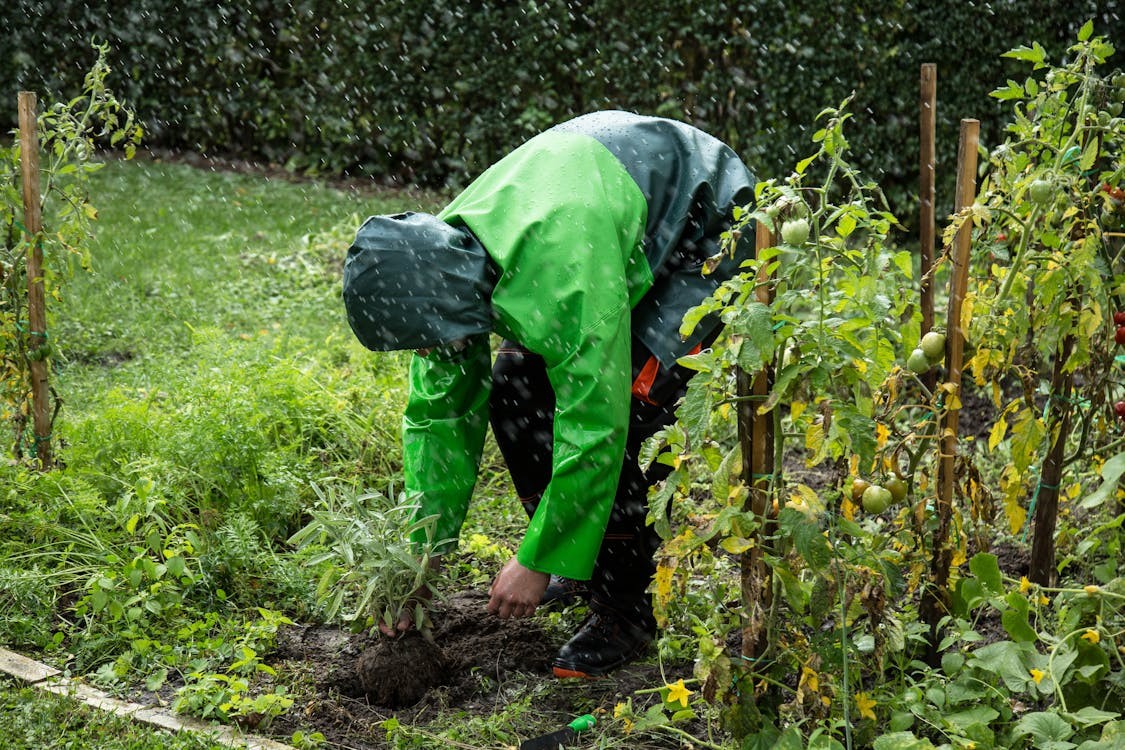 Cómo cuidar los cultivos en tiempo de lluvias - 4
