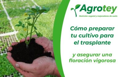 Cómo preparar tu cultivo para el trasplante y asegurar una floración vigorosa