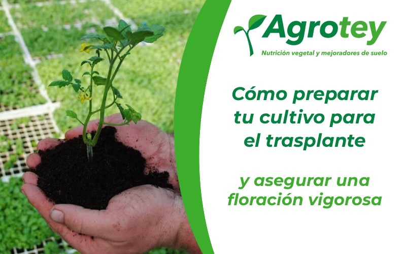 cómo preparar tu cultivo para el trasplante