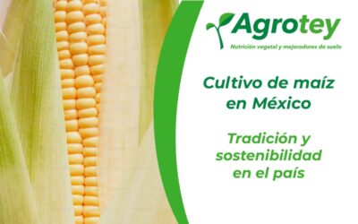 Cultivo de maíz en México: Tradición y sostenibilidad en el país