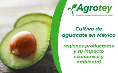 Cultivo de aguacate en México: regiones productoras y su impacto económico y ambiental