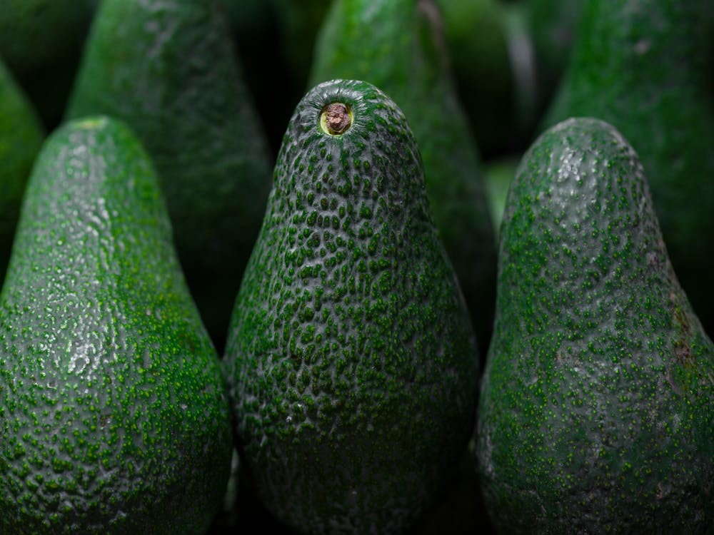 cultivo de aguacate en México - aguacates