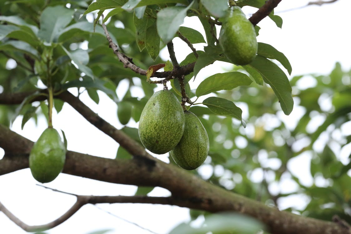 cultivo de aguacate en México - arbol