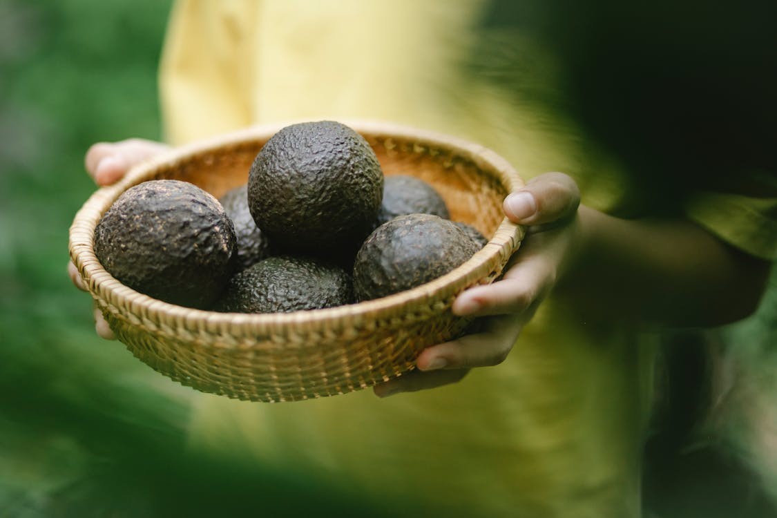 cultivo de aguacate en México - canasta