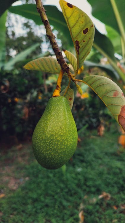 cultivo de aguacate en México - fruto