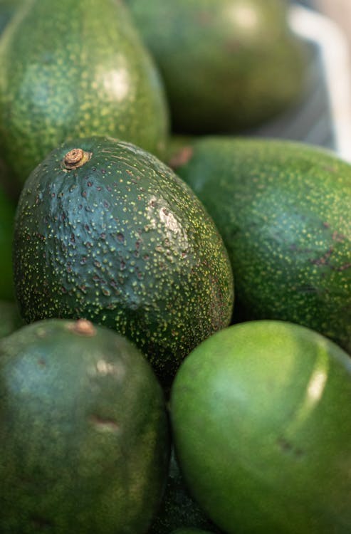 cultivo de aguacate en México - verdes