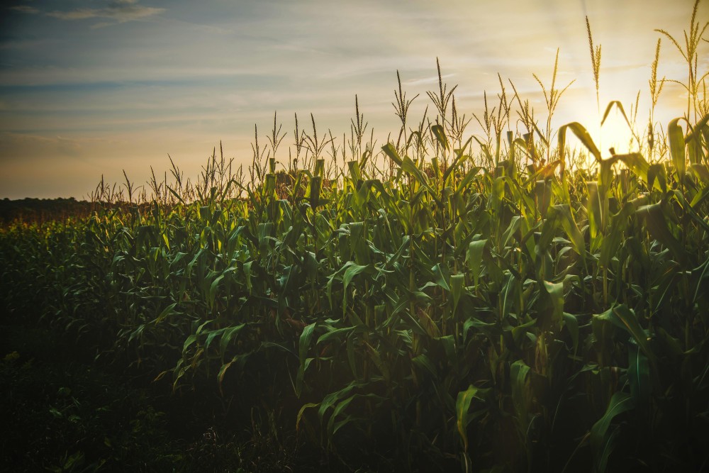 llenado de grano campo