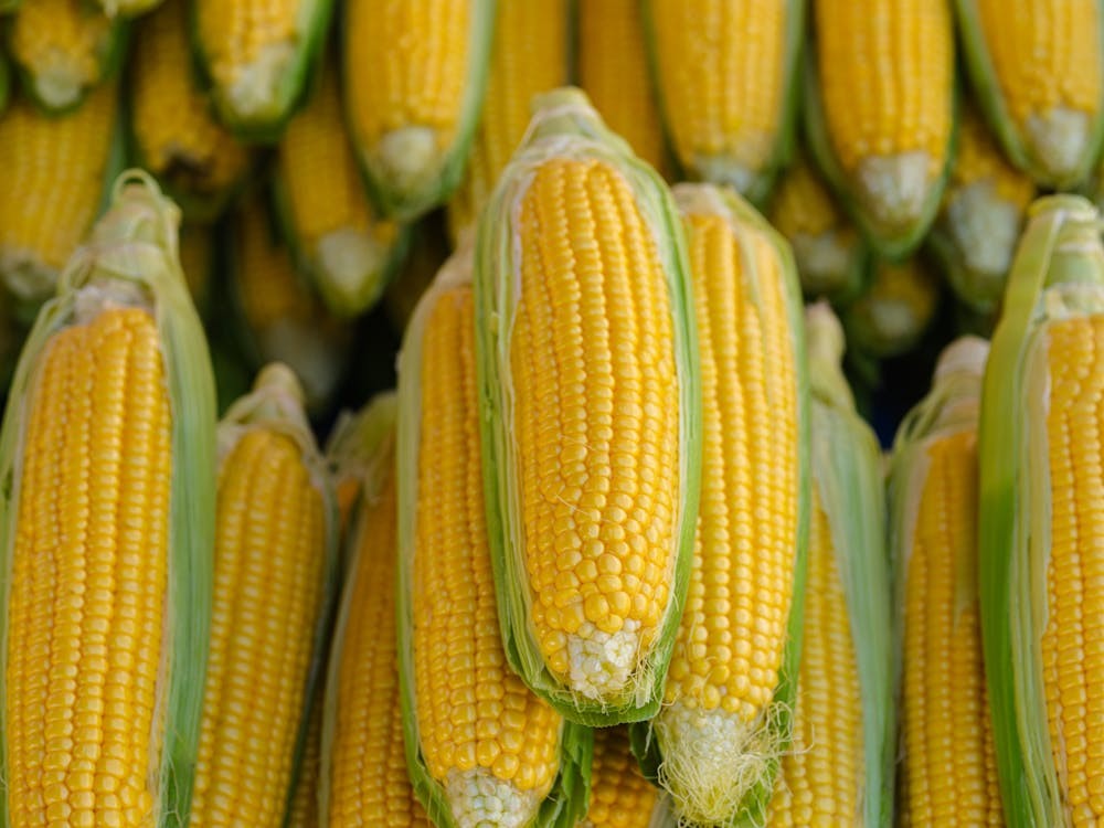 llenado de grano elotes