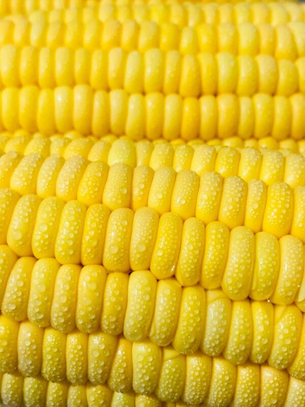 llenado de grano - maíz