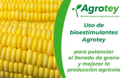 Uso de bioestimulantes Agrotey para potenciar el llenado de grano y mejorar la producción agrícola