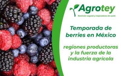 Temporada de berries en México: regiones productoras y la fuerza de la industria agrícola